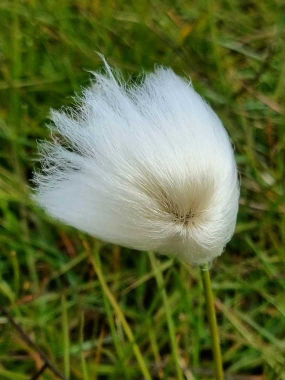 Just because I like it