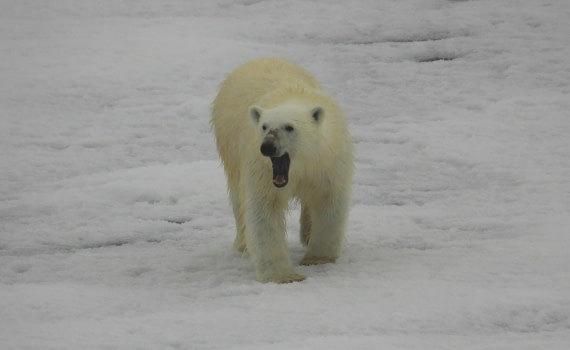 Polar bear on the pack ice 81°N