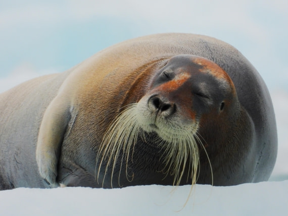 Bearded seal at Monacobreen