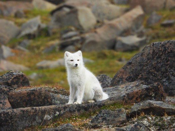 Arctic fox at Sundneset