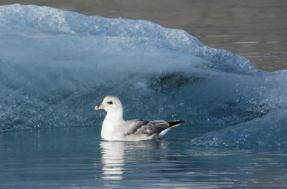 Northern fulmar at Burgerbukta