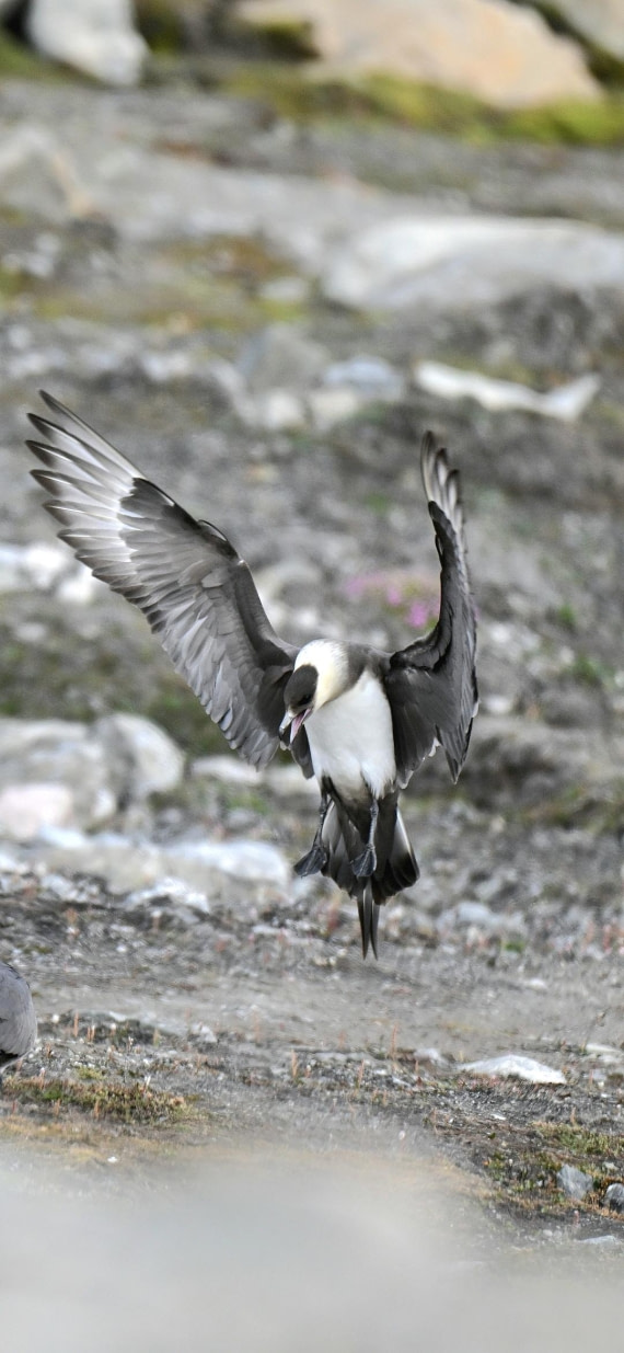 Artic skua landing.