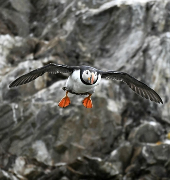 Flying puffin