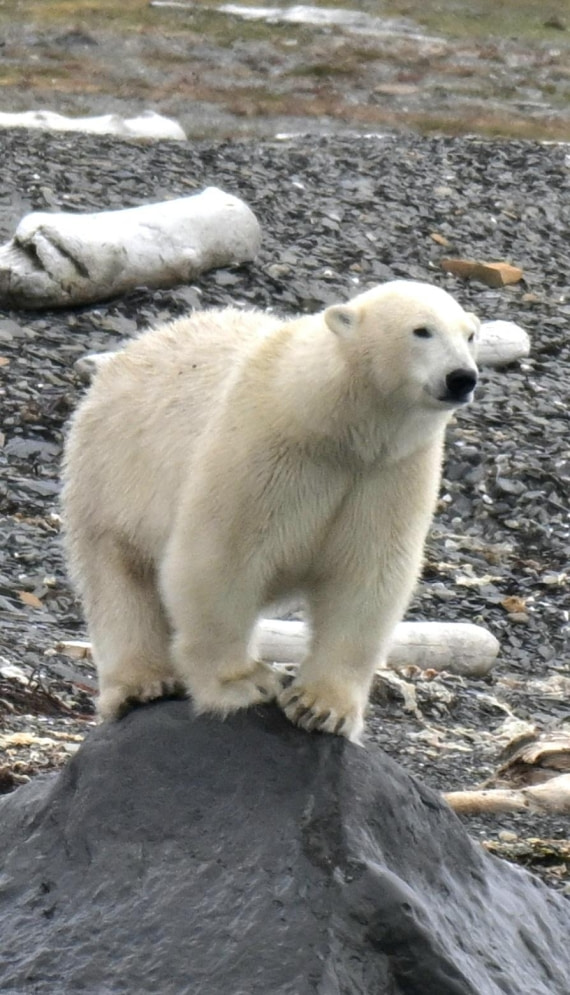 Polar bear rock steeds.