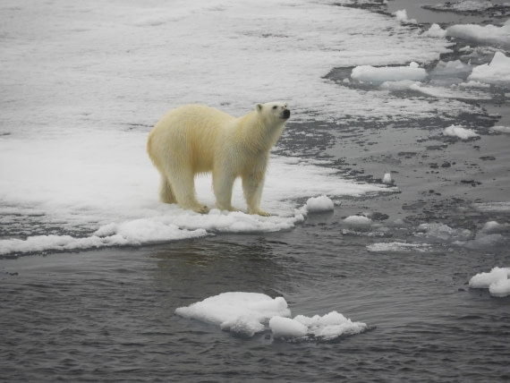 Polar bear on the pack ice