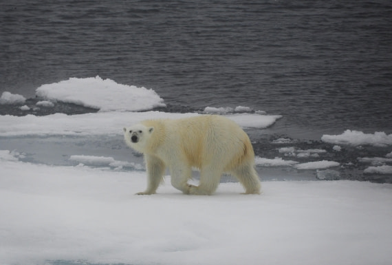 Polar bear on the pack ice 81°N