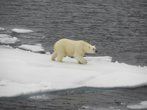 Polar bear on the pack ice 81°N