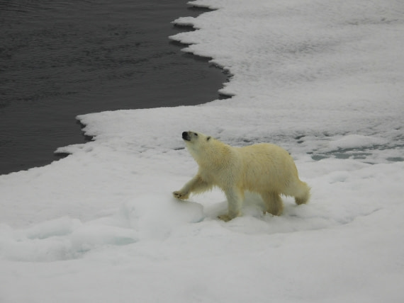 Sniffing polar bear at 81°N