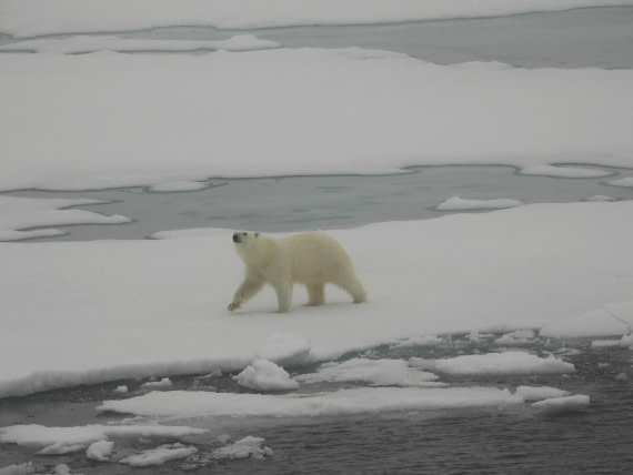 Polar bear in a beautiful icy landscape
