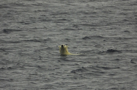 Looking for a yummy seal