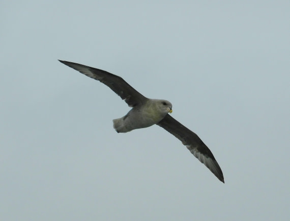 Northern fulmar