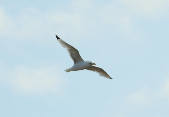 Kittiwake