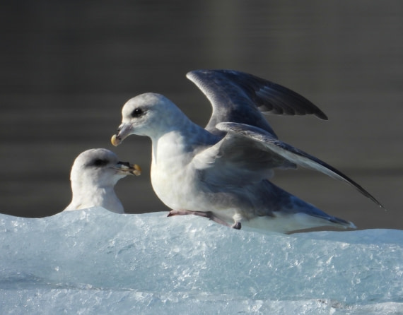 Fulmars on ice