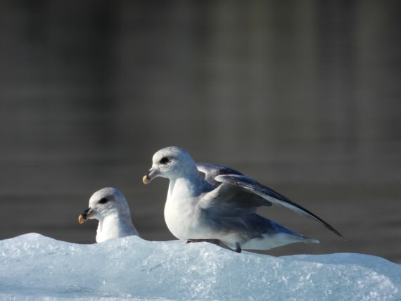 Fulmars on ice