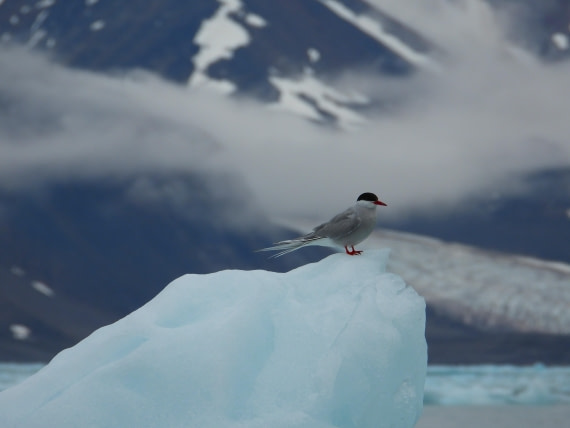 Arctic Tern at Monacobreen