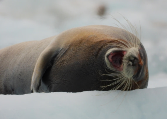 Sleepy bearded seal