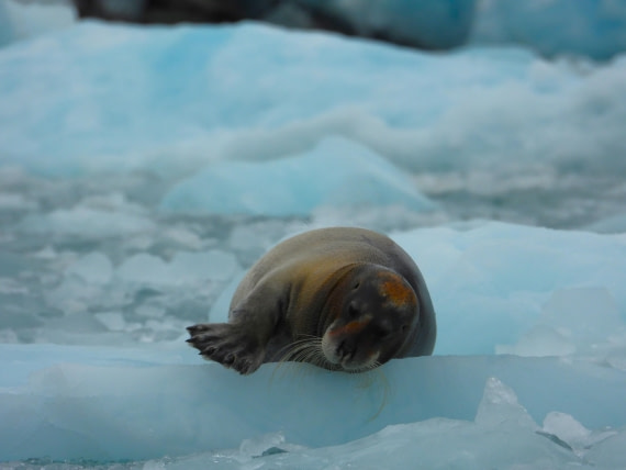 Do you like my nails? :)