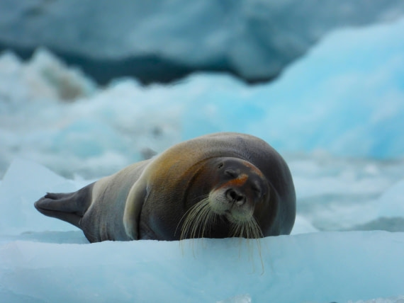 Bearded seal on ice at Monacobreen