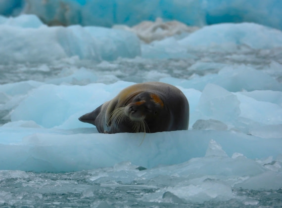 Bearded seal on ice at Monacobreen