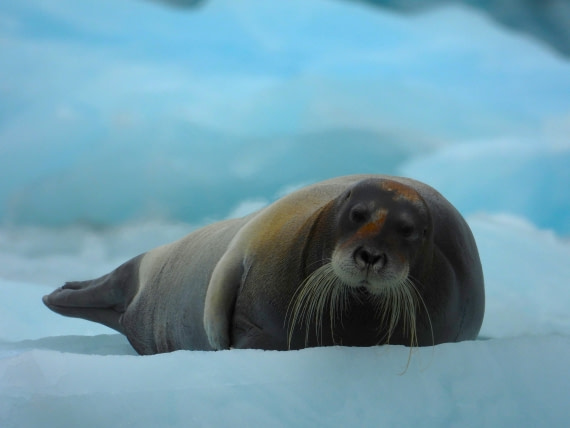Bearded seal on ice at Monacobreen