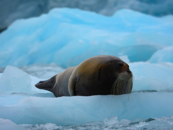Bearded seal on ice at Monacobreen