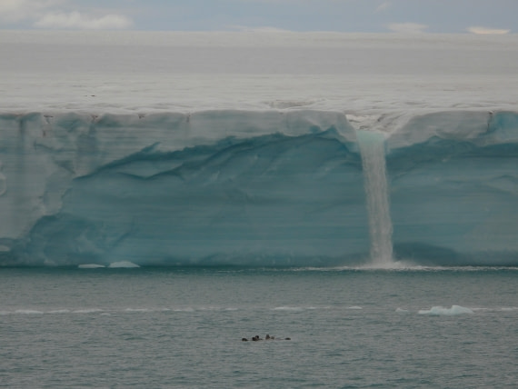 Walruses in front of Bråsvellbreen glacier