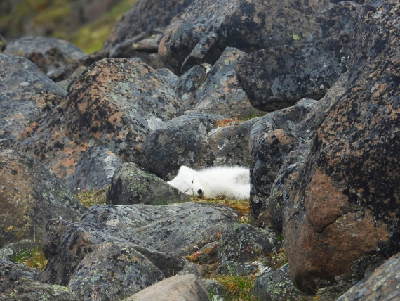 Sleepy Arctic Fox at Sundneset