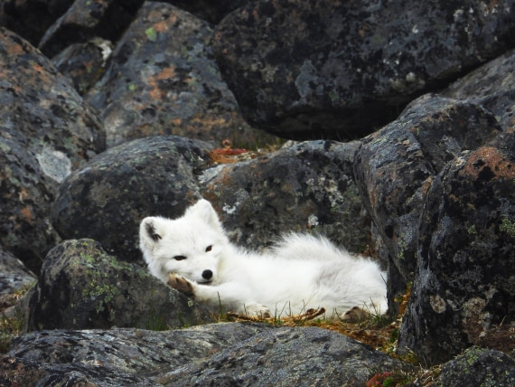 Arctic Fox at Sundneset
