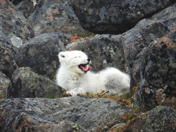 Arctic Fox at Sundneset