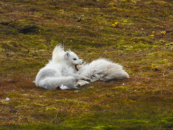 Arctic fox lying on a reindeer pelt.