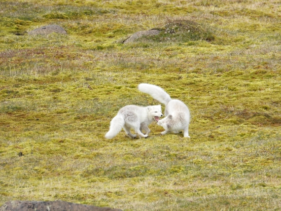Two young Arctic foxes sharing a playful moment.
