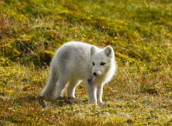 Arctic fox playing with feathers.