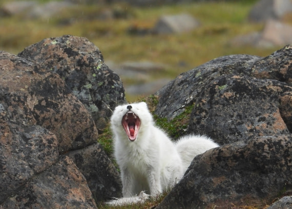 A wild call to the wilderness.