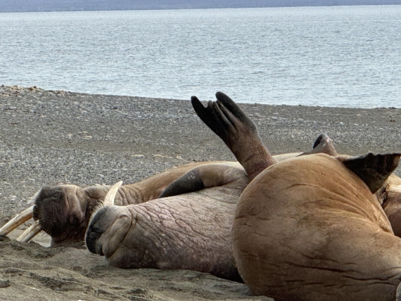 Walrus on beach