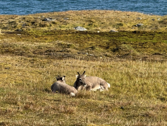 Reindeers on a hillside