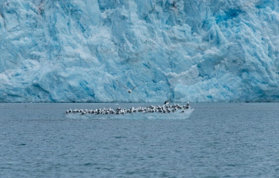 Seabirds and Monaco Glacier