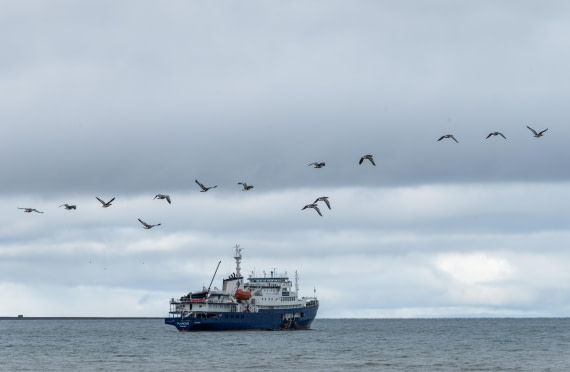 Geese flying over the ship