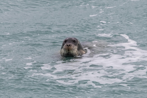 HDS10-25, Day 6, 5D5A1902 © Unknown photographer - Oceanwide Expeditions.jpg