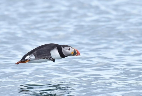 HDS10-25, Day 7, 482348201_29420714014194073_6004496521907082466_n © Loring Munson - Oceanwide Expeditions.jpg