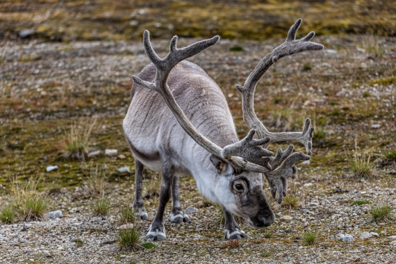 HDS10-25, Day 2, 5D5A1506 © Unknown photographer - Oceanwide Expeditions.jpg