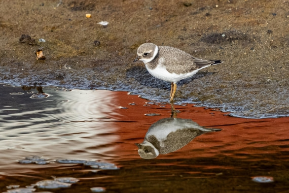 HDS10-25, Day 2, 5D5A1534 © Unknown photographer - Oceanwide Expeditions.jpg