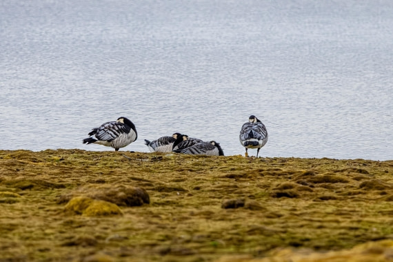 HDS10-25, Day 2, 5D5A1546 © Unknown photographer - Oceanwide Expeditions.jpg