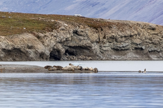 HDS10-25, Day 2, 5D5A1548 © Unknown photographer - Oceanwide Expeditions.jpg