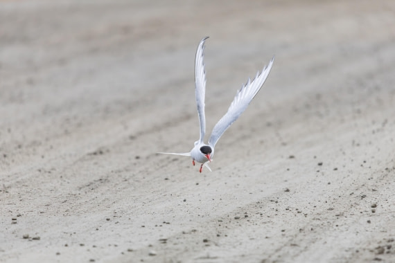 HDS10-25, Day 2, 5D5A1562 © Unknown photographer - Oceanwide Expeditions.jpg