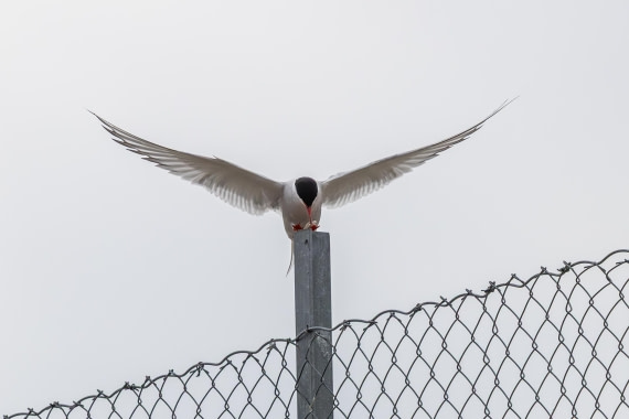 HDS10-25, Day 2, 5D5A1564 © Unknown photographer - Oceanwide Expeditions.jpg