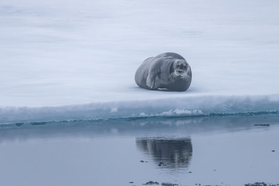 HDS10-25, Day 3, 5D5A1573 © Unknown photographer - Oceanwide Expeditions.jpg