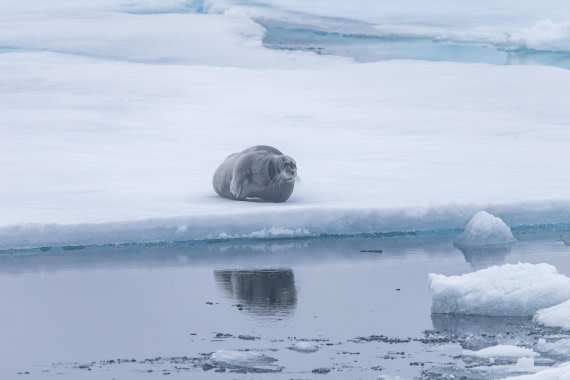 HDS10-25, Day 3, 5D5A1571 © Unknown photographer - Oceanwide Expeditions.jpg