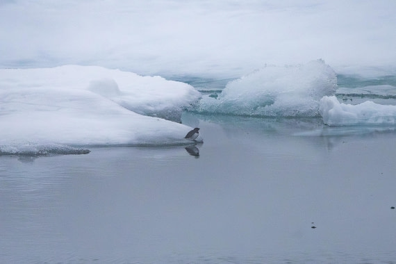 HDS10-25, Day 3, 5D5A1579 © Unknown photographer - Oceanwide Expeditions.jpg