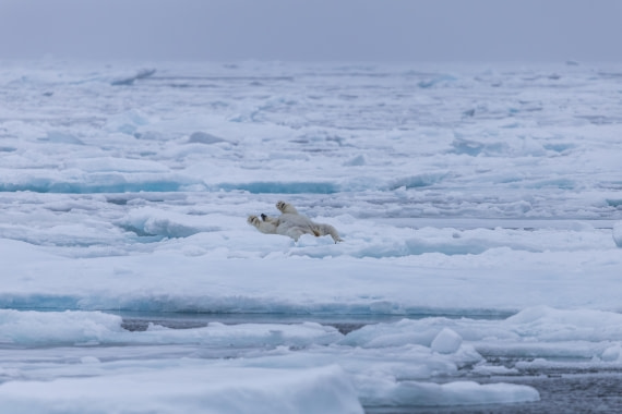 HDS10-25, Day 4, 5D5A1757 © Unknown photographer - Oceanwide Expeditions.jpg