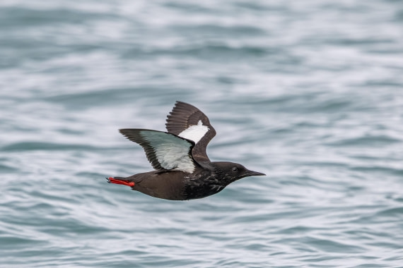 HDS10-25, Day 5, 5D5A1804 © Unknown photographer - Oceanwide Expeditions.jpg